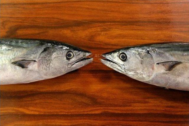 Şile&rsquo;de Palamut Bereketi Balık&ccedil;ıların Y&uuml;z&uuml;n&uuml; G&uuml;ld&uuml;r&uuml;yor 1