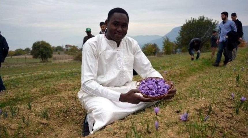 Yabancı &Ouml;ğrenciler Safran Hasadı Yaptı