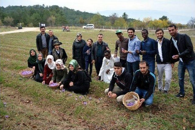 Yabancı Öğrenciler Safran Hasadı Yaptı