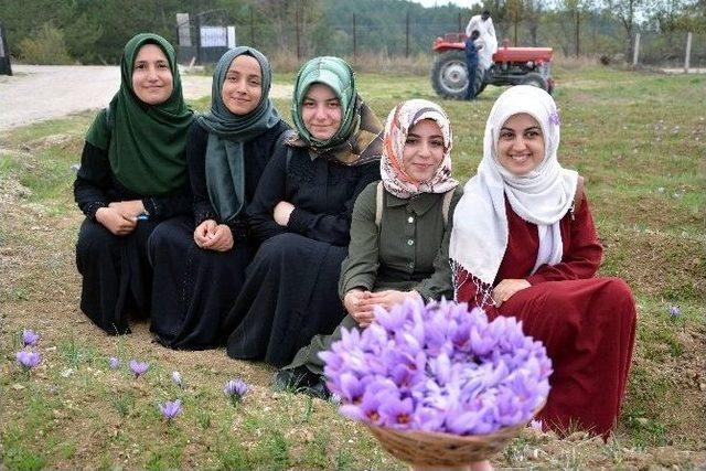 Yabancı Öğrenciler Safran Hasadı Yaptı