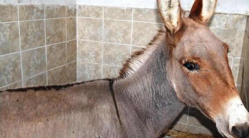 B&uuml;y&uuml;k&ccedil;ekmece Belediyesi &lsquo;s&uuml;rmeli&rsquo;ye Sahip &Ccedil;ıktı