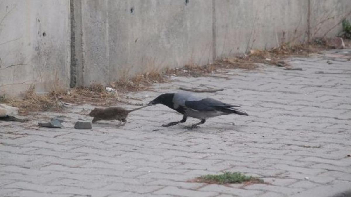 Kargaların Fare İle M&uuml;cadelesi