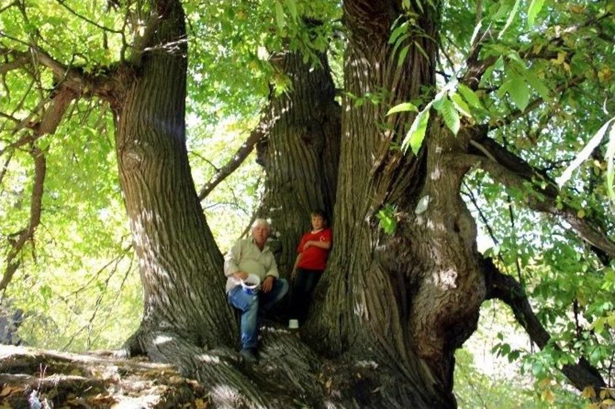 T&uuml;rkiye&rsquo;nin En Yaşlı Kestane Ağacı K&uuml;tahya&rsquo;da