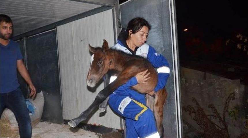 &Ouml;l&uuml;me Terk Edilen Atlar Emin Ellerde