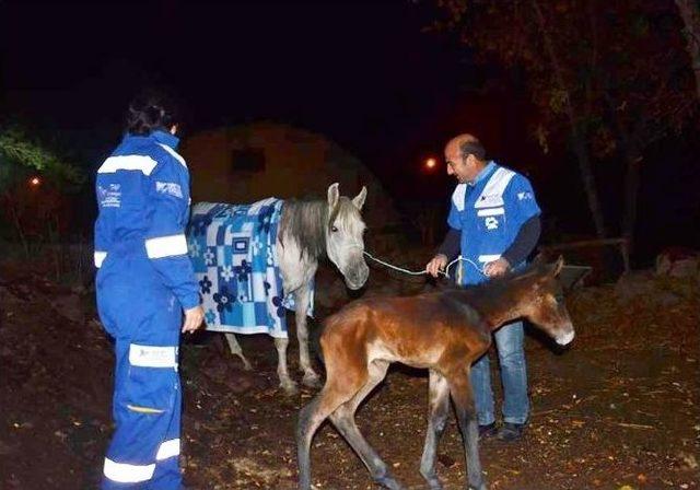 Ölüme Terk Edilen Atlar Emin Ellerde