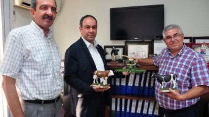 Buzağı &Ouml;l&uuml;mleri Hayvancılık Sekt&ouml;r&uuml;ne Darbe Vuruyor