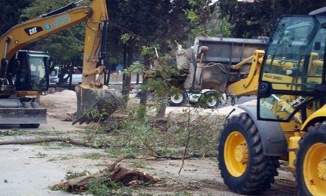 Bandırma Belediyesi’ne Ağaç Tepkisi