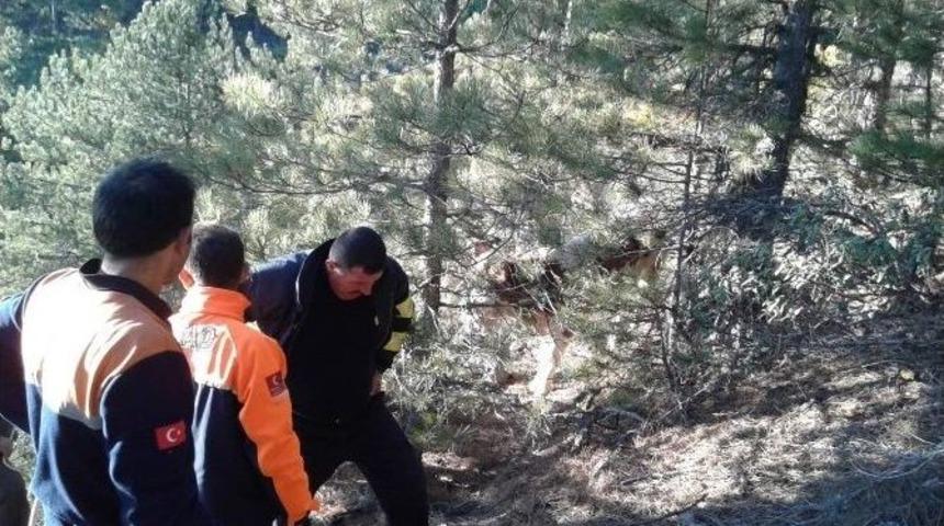 Afad U&ccedil;urumda Mahsur Kalan B&uuml;y&uuml;kbaş Hayvanı Kurtardı