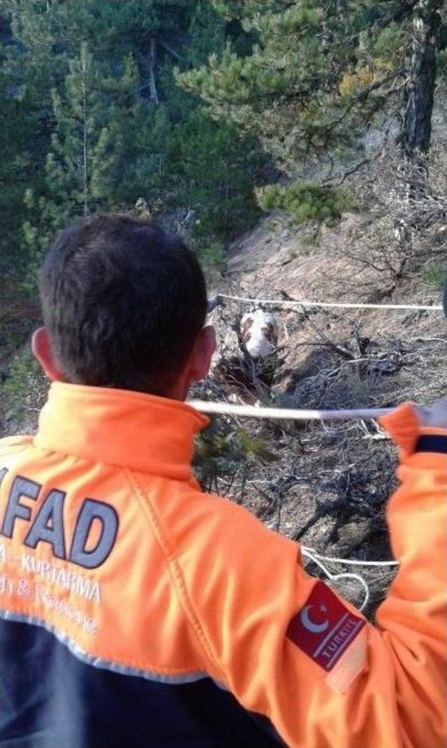 Afad Uçurumda Mahsur Kalan Büyükbaş Hayvanı Kurtardı