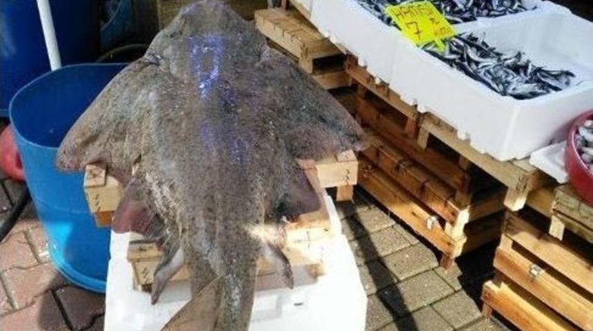 Marmara’dan Çıkan Dev Vatoz Şaşırttı