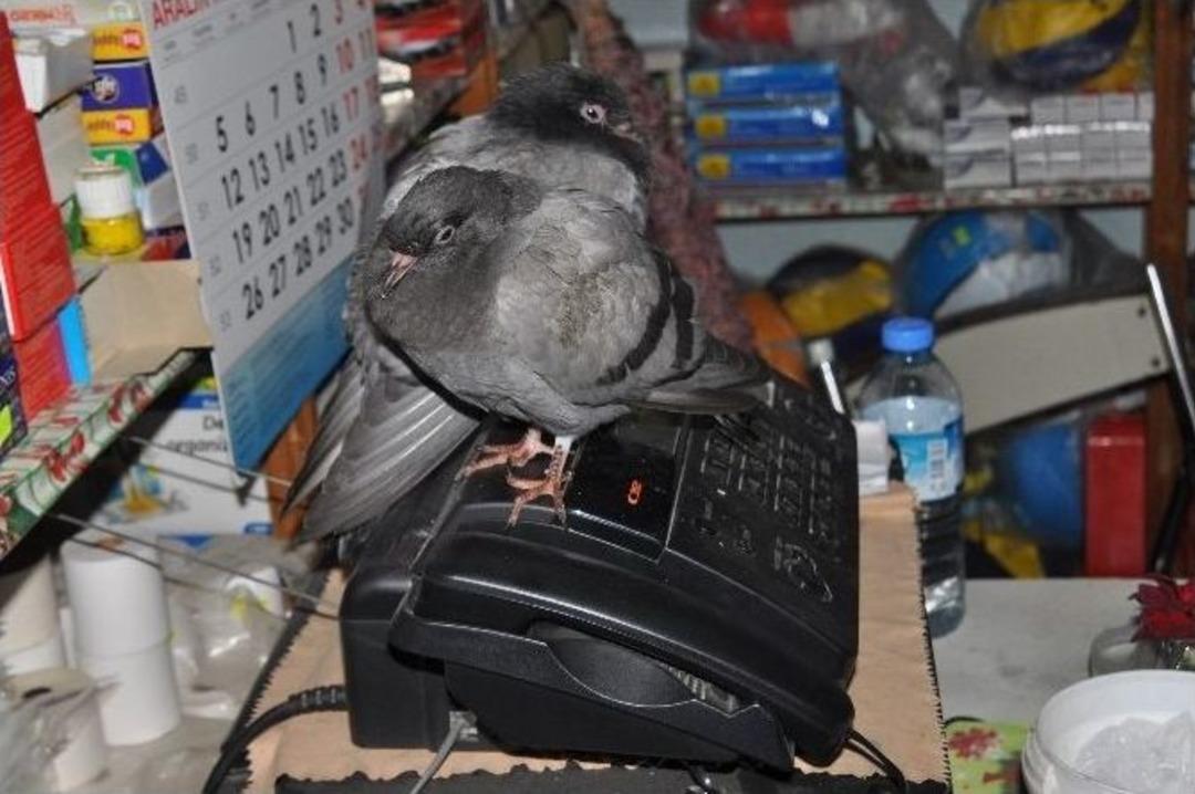 30 Yıllık Evli &Ccedil;iftin Hayvan Sevgisi