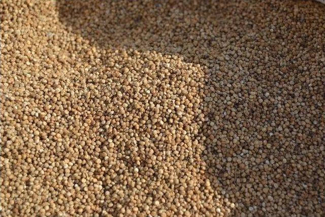 Caner Erkin&rsquo;in Şifası Beşiktaşlı İş Adamından 1