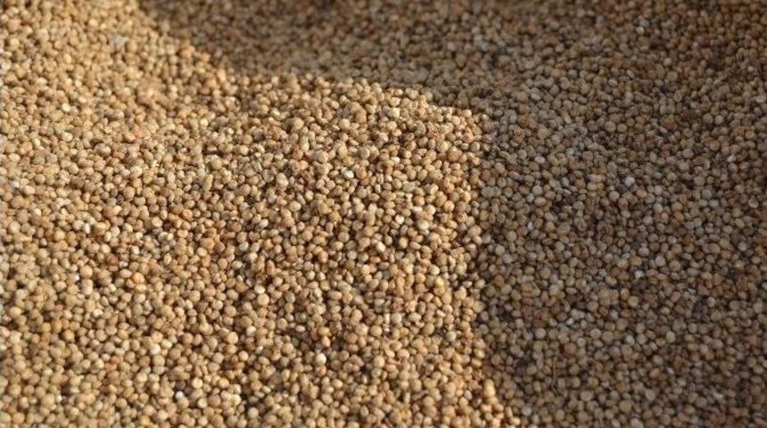 (&ouml;zel Haber) Kinoanın Kilosu 50 Lira