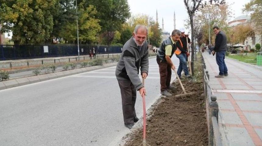 Kış Sezonuna Hercai Menekşe