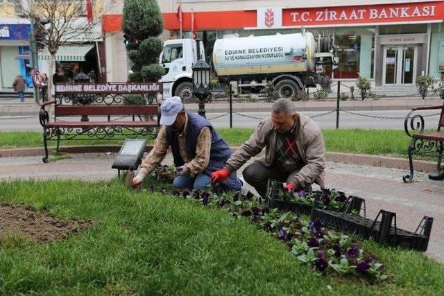 Kış Sezonuna Hercai Menekşe