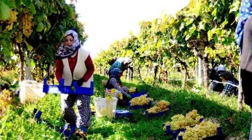 Sarıg&ouml;l&rsquo;de Yaş &Uuml;z&uuml;m Fiyatları Y&uuml;zleri G&uuml;ld&uuml;r&uuml;yor