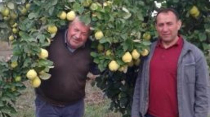 Hisarcıklı &Ccedil;ift&ccedil;iler: Ayva Bol Bu Kış &Ccedil;ok Sert Ge&ccedil;ecek