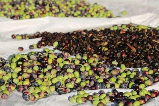 Akhisar’da Zeytin Hasadı Başladı