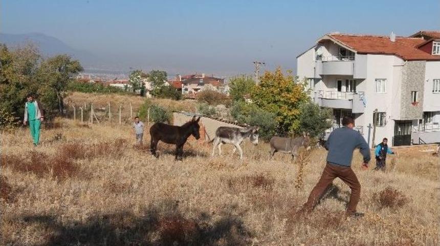 Denizli&rsquo;de &rsquo;eşek&rsquo; Operasyonu