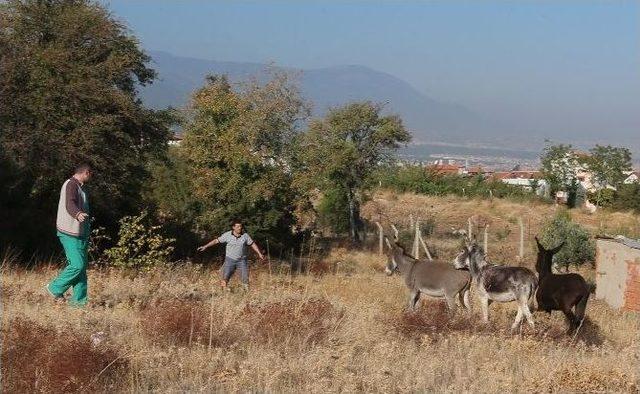 Denizli’de ’eşek’ Operasyonu