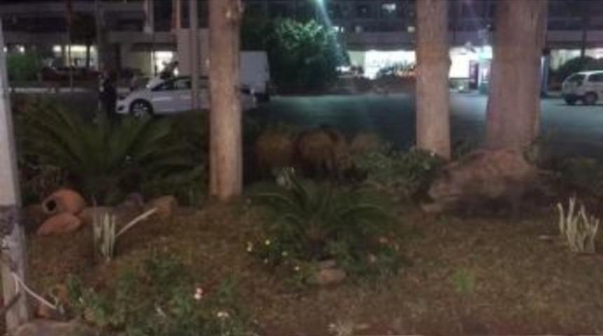 Yaban Domuzlarının Yerleşim Yerlerine İnmesi