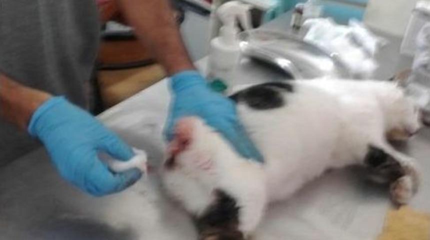 Kuyruğu Kopan Sokak Kedisi Tedavi Edildi