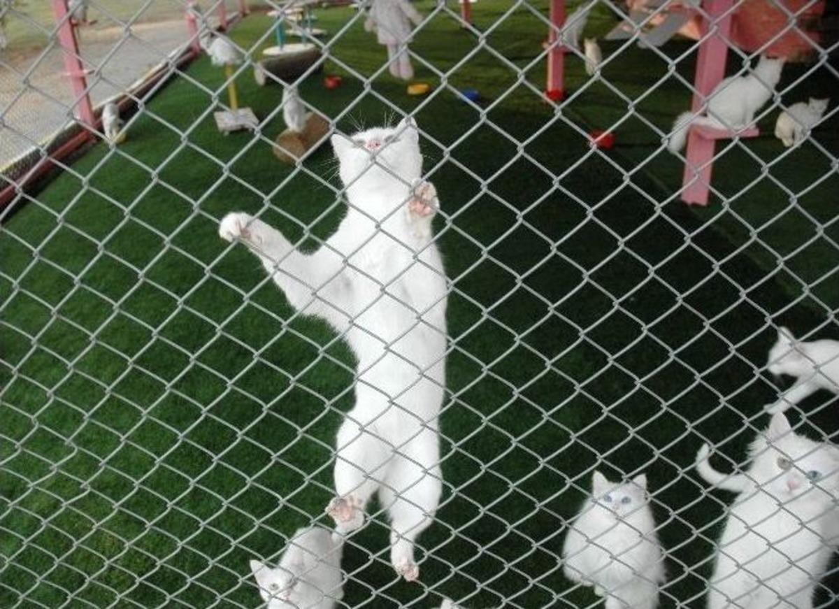 (&ouml;zel Haber) Van Kedisi Fuarların Maskotu Oldu