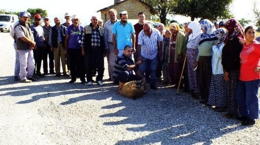 İnsanlar Kazada Kurban Olmasın Diye Ko&ccedil; Kurban Ettiler