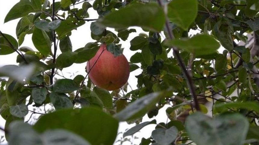 Eskişehir&rsquo;de Ayva Ağacında Yetişen İlgin&ccedil; Meyve