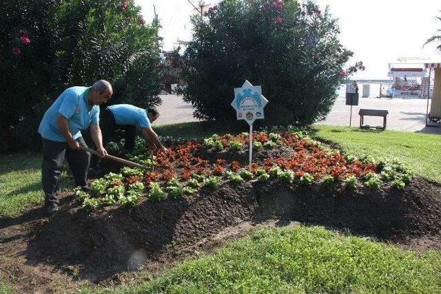 Alanya Mevsimlik Çiçeklerle Donatılıyor