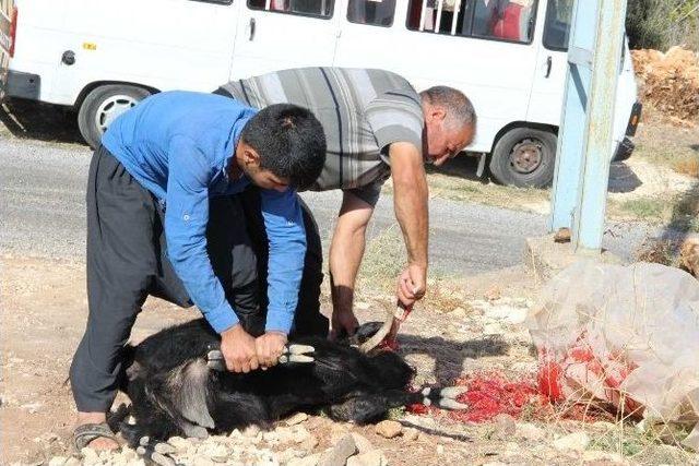 Mahalleli Başkan Turgut’u Kurban Keserek Karşıladı