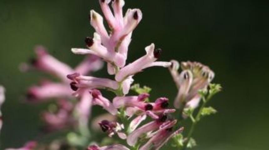Sedef Hastalarına Şahtere Otu Tavsiyesi