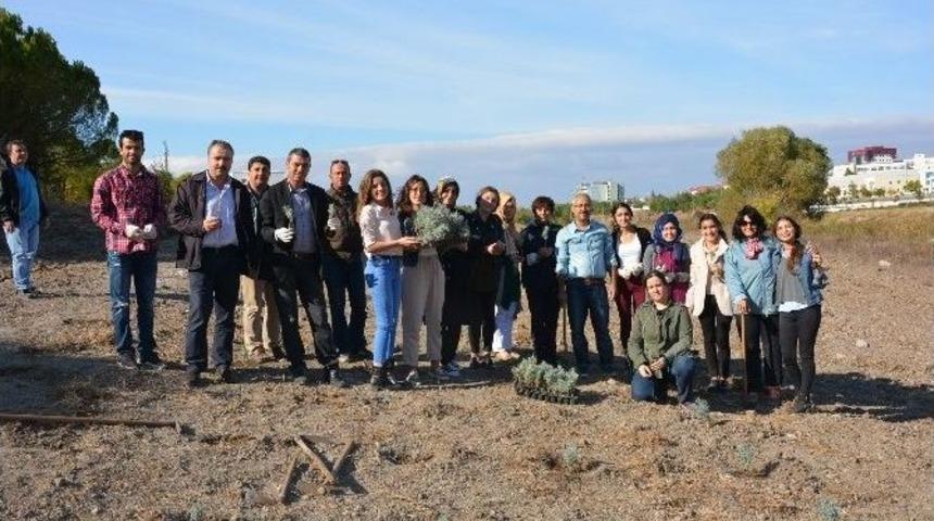 300 Lavanta Fidanı Toprakla Buluştu