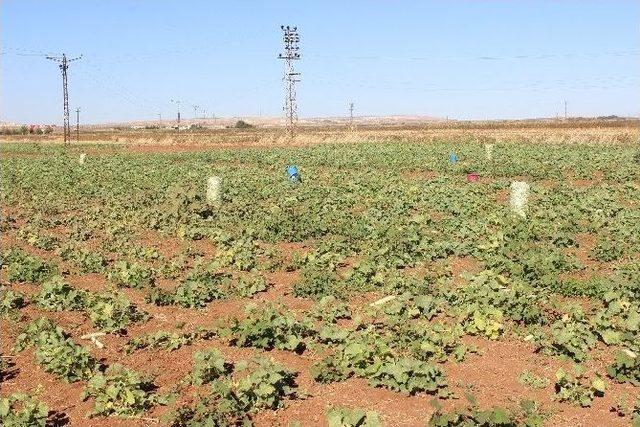 Suriye’den Kilis’e Roket Atıldı