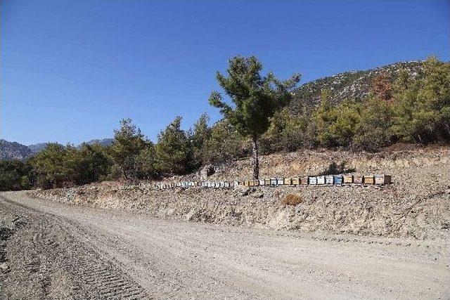 Datça’da Ormandan Arıcılara Konaklama Yeri