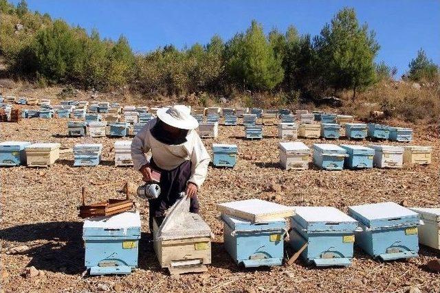 Datça’da Ormandan Arıcılara Konaklama Yeri