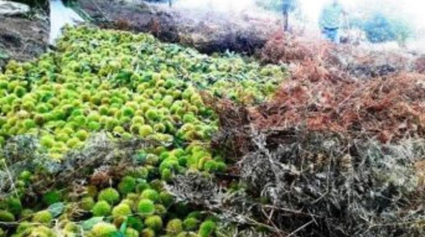 &Ouml;demiş Kestanesi İtalya&rsquo;ya İhra&ccedil; Edildi