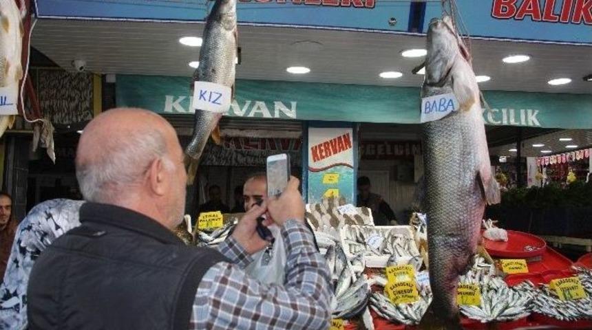 Keban Barajı&rsquo;ndan &Ccedil;ıkan "dev" Balıklar, Balık&ccedil;ıların Y&uuml;z&uuml;n&uuml; G&uuml;ld&uuml;r&uuml;yor