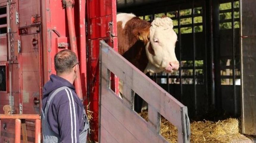 S&uuml;t Parası Karşılığında İnek Dağıtılıyor