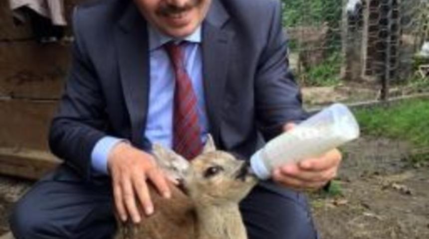 Validen Hayvan Sevgisi Tavsiyesi