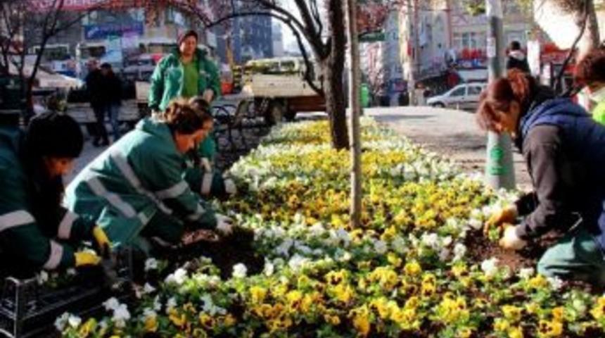 &Ccedil;ankaya Parklarını Kışlık &Ccedil;i&ccedil;ekler S&uuml;sl&uuml;yor