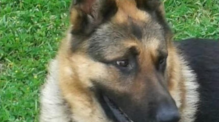 Kayıp K&ouml;pek &rsquo;behzat&rsquo; Aranıyor