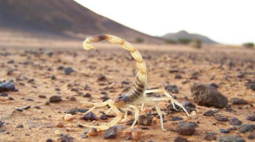 D&uuml;nyanın en &ouml;l&uuml;mc&uuml;l canlıları