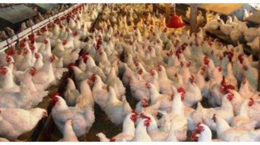 Uşak K&uuml;mes Hayvanı Sıralamasında 11. Sırada