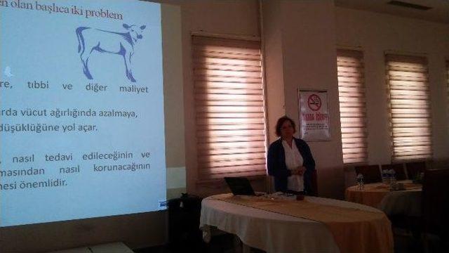 Aydın’da Buzağı Ölümlerine Karşı Eğitim Toplantısı Yapıldı 1