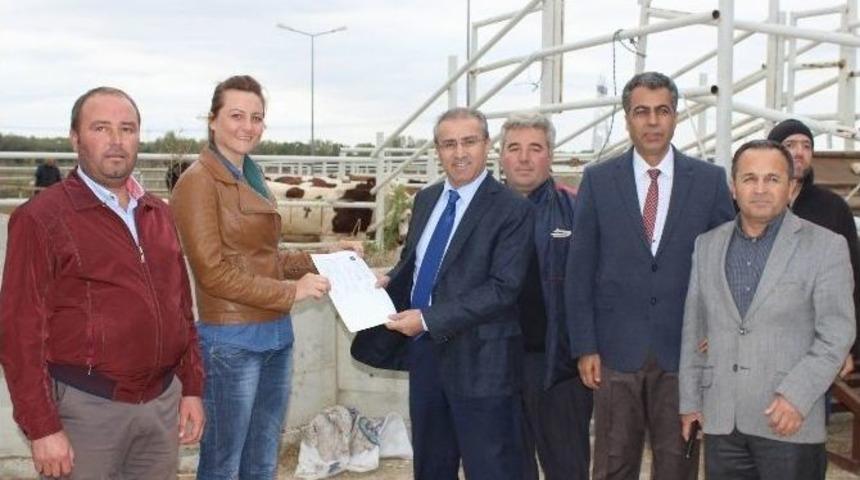 15 &Ccedil;ift&ccedil;iye 90 B&uuml;y&uuml;kbaş Teslim Edildi