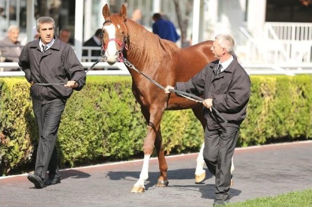 Arap Tayları L&uuml;ks Otomobil Fiyatına Satıldı