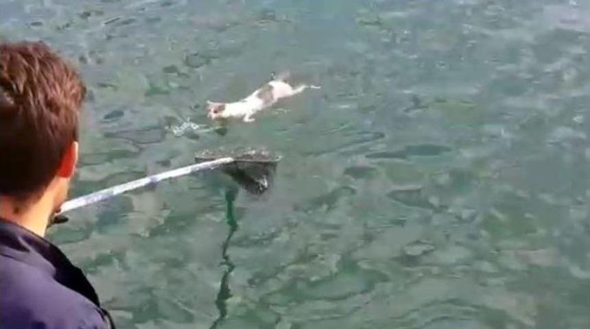 (&ouml;zel Haber) Denizin Ortasında Mahsur Kalan Kedi B&ouml;yle Kurtarıldı