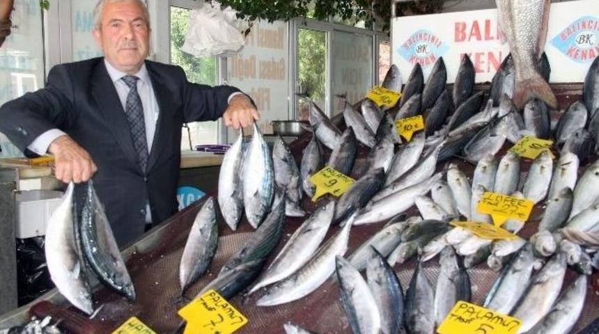 Palamut, Karadeniz&rsquo;i Terk Edemeyince Av Sezonu Uzadı