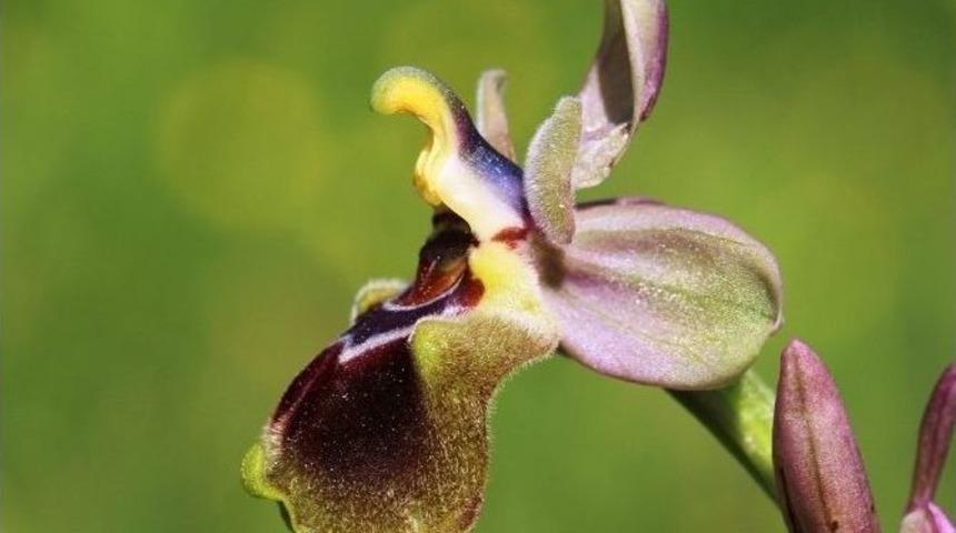 Orkide T&uuml;rleri Tehlike Altında